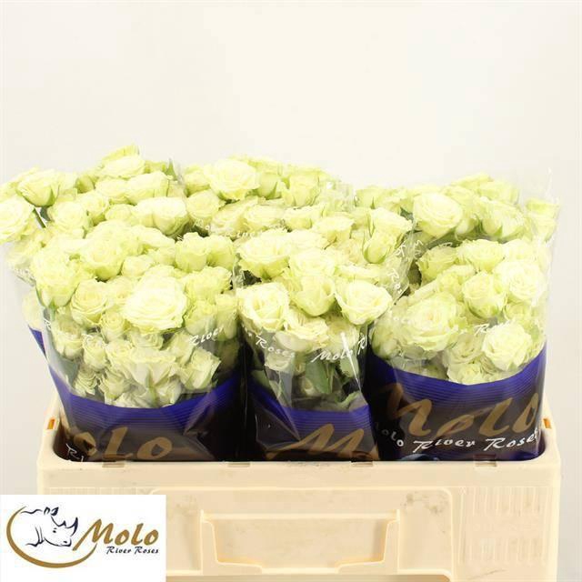 <h4>R TR GREEN GLOW</h4>