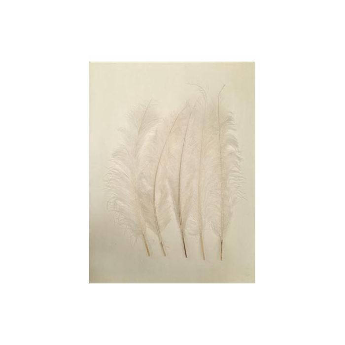 <h4>Feather Ostrich 5 Pcs L55</h4>