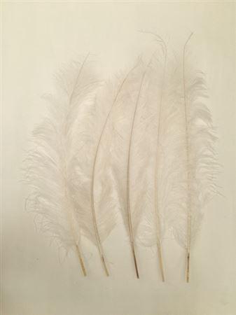 Feather Ostrich 5 Pcs L55