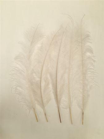Feather Ostrich 5 Pcs L55