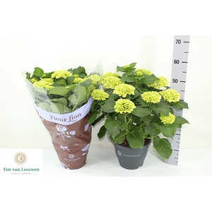 HYDR M CRYSTAL PALAC