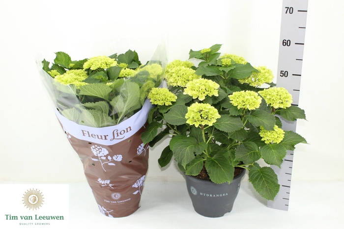 <h4>HYDR M CRYSTAL PALAC</h4>