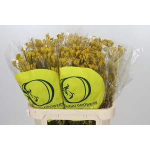 Anigozanthos Yellow Gem