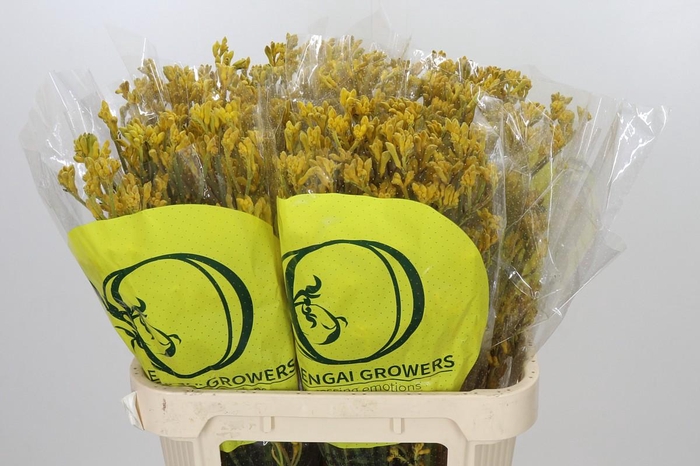<h4>Anigozanthos Yellow Gem</h4>