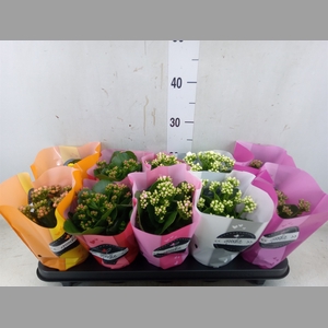 Kalanchoe blos.   ..rosebud rs fl 5