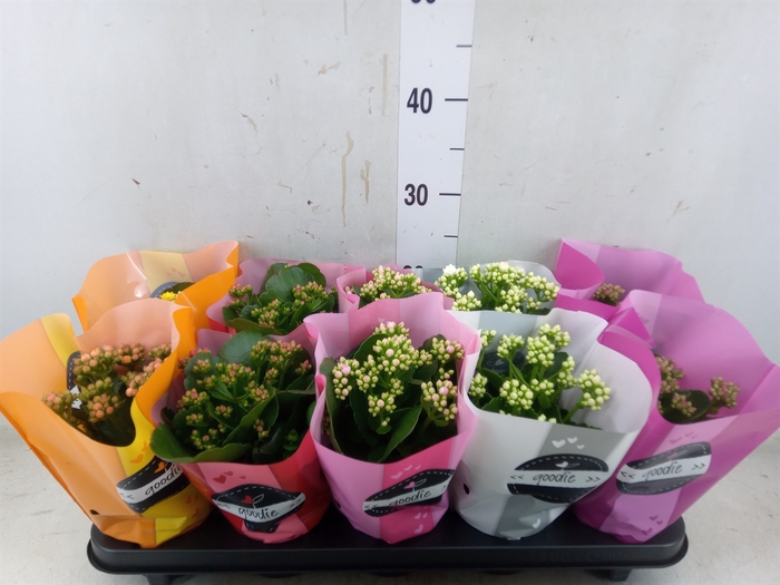 <h4>Kalanchoe blos.   ..rosebud rs fl 5</h4>