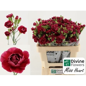 Dianthus TR 'Misa Miss Heart'