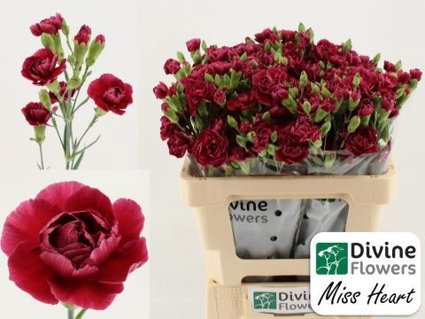 <h4>Dianthus TR 'Misa Miss Heart'</h4>