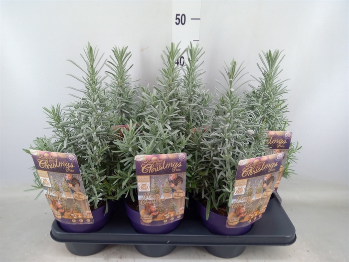 <h4>Lavandula angus.</h4>