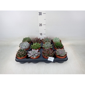 Echeveria   ...mix