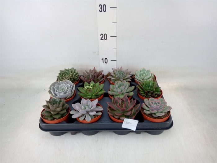 <h4>Echeveria   ...mix</h4>