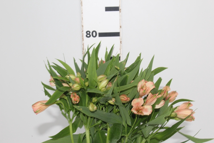 <h4>ALSTROEMERIA CANYON 080 CM</h4>