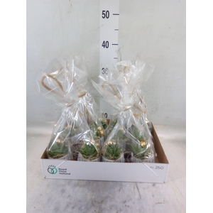 Arr.   Kamerplant Groen L%