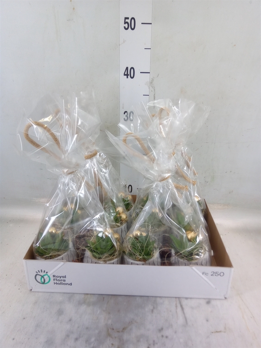 <h4>Arr.   Kamerplant Groen L%</h4>