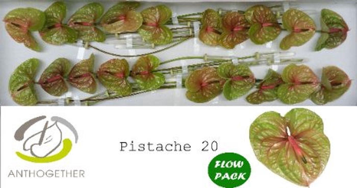 <h4>Anthurium andr. 'Pistache'</h4>