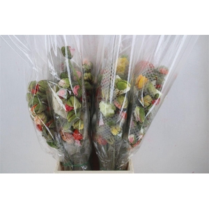 Papaver Mixed 1 P Stem