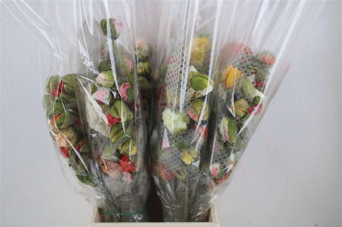 <h4>Papaver Mixed 1 P Stem</h4>