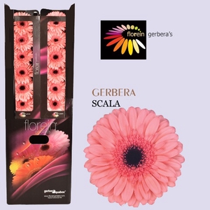 Gerbera Scala Aquabox