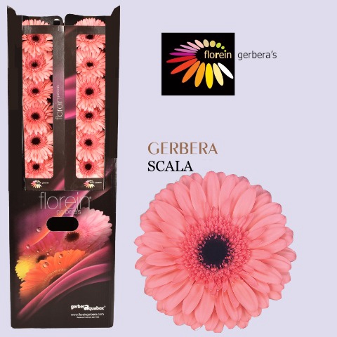 <h4>Gerbera Scala Aquabox</h4>