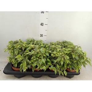 Ficus benja. 'Kinky'