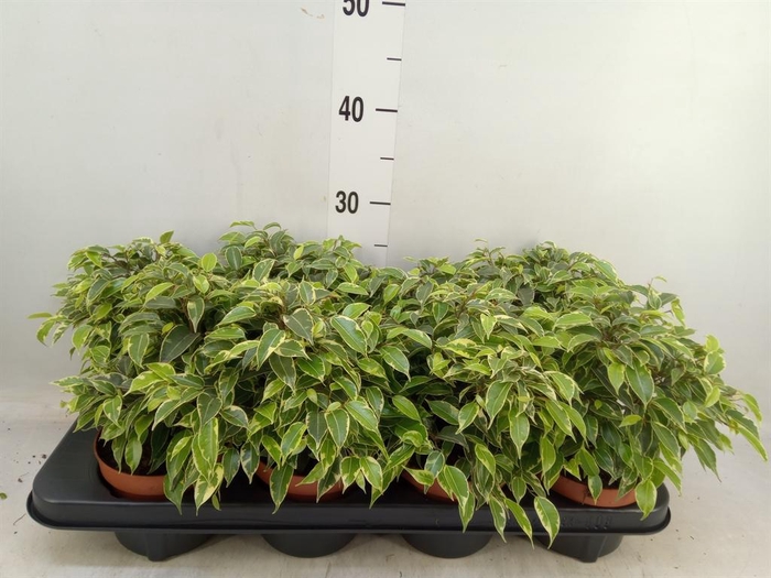 <h4>Ficus benja. 'Kinky'</h4>