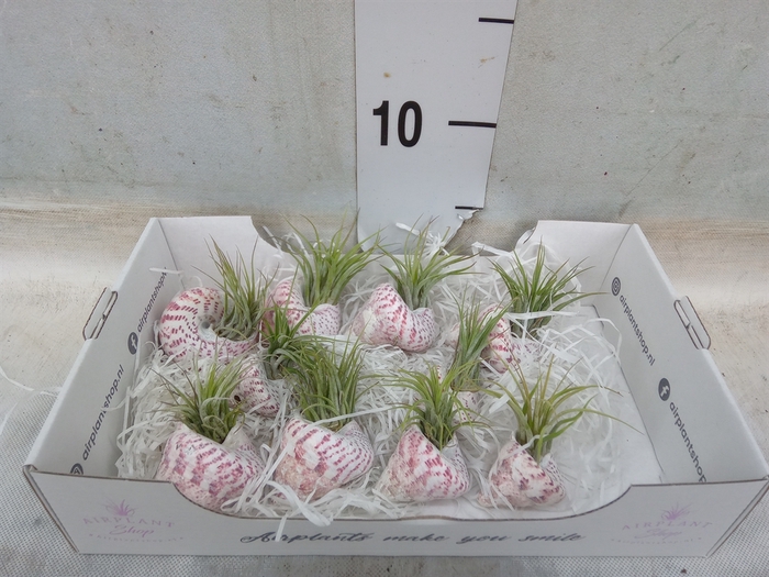 <h4>Tillandsia</h4>