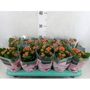 Kalanchoe blos. 'Serenity lght Red'