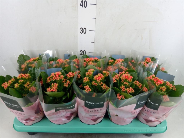 <h4>Kalanchoe blos. 'Serenity lght Red'</h4>