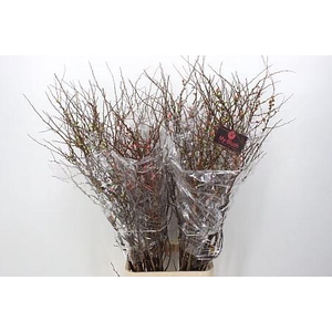 Chaenomeles Superba 150cm