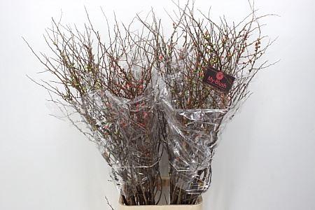 <h4>Chaenomeles Superba 150cm</h4>