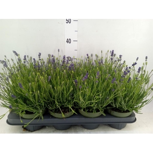 Lavandula angus. 'Essence Pure'