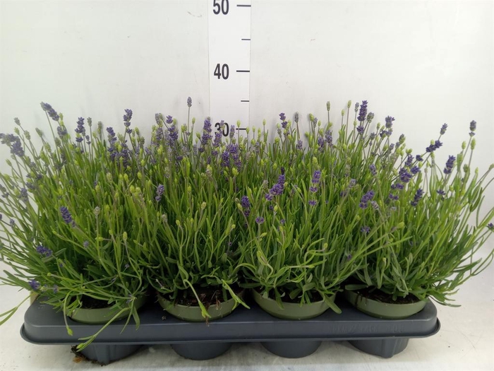 <h4>Lavandula angus. 'Essence Pure'</h4>