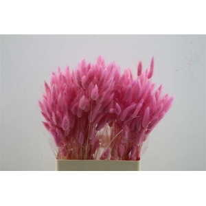 Lagurus Light Pink 50 Gram