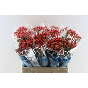 Hyp Coco Rio Red