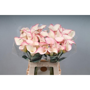 Zantedeschia blushing lady