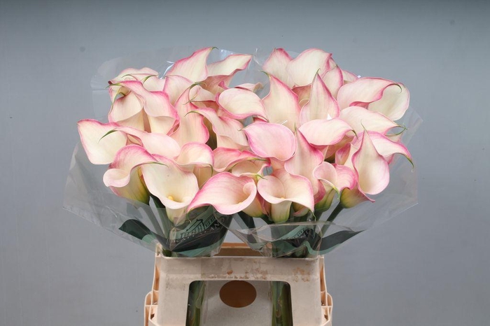 <h4>Zantedeschia blushing lady</h4>