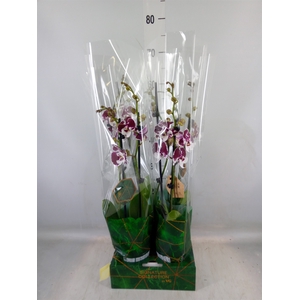 Phalaenopsis   ...