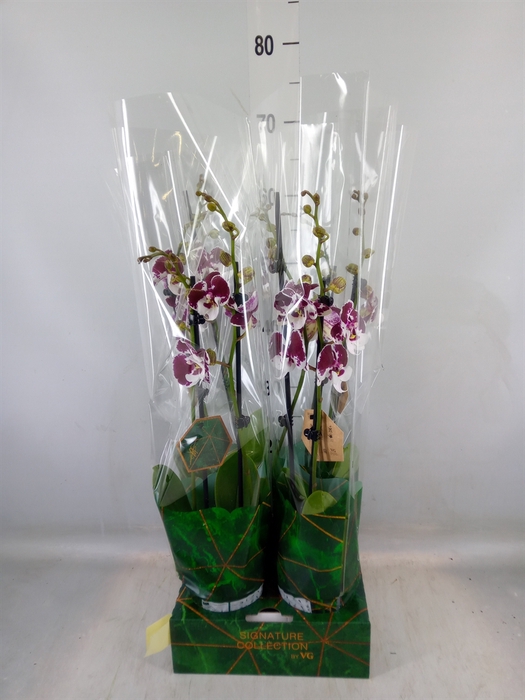 <h4>Phalaenopsis   ...</h4>