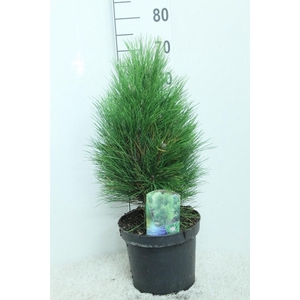 Pinus nigra 'Green Tower' P24 potgedrukt