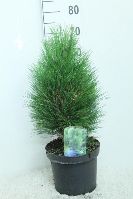 <h4>Pinus nigra 'Green Tower' P24 potgedrukt</h4>