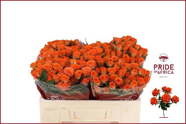 <h4>Rosa spray picanto</h4>