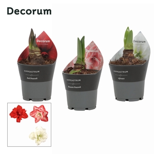 Amaryllis Dubbelbloemig Mix in Potkraag (Decorum)