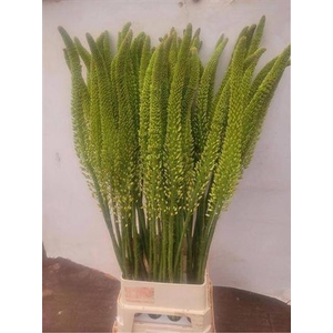 Eremurus Moneymaker