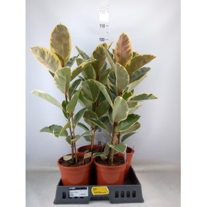 Ficus elastica 'Tineke'