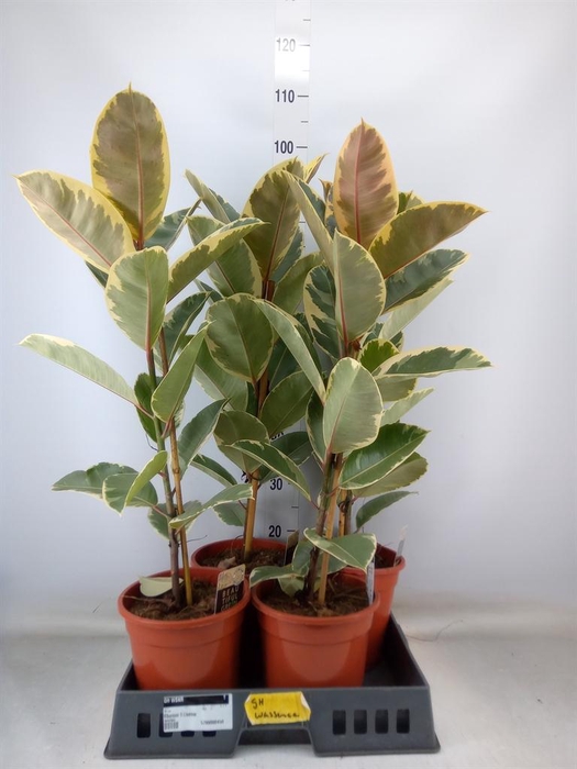 <h4>Ficus elastica 'Tineke'</h4>