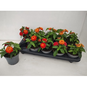 LANT C SIMON ORANGE