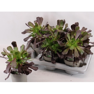 Aeonium arboreum