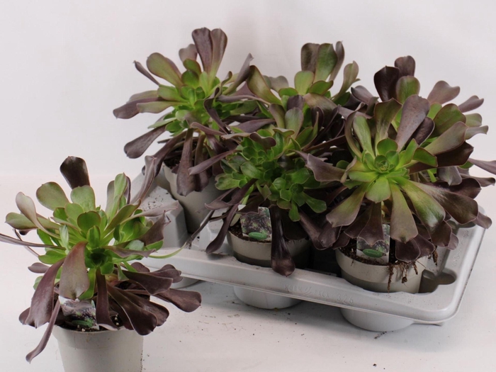 <h4>Aeonium arboreum</h4>