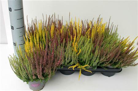 <h4>Callu Ga G Tri Girls</h4>
