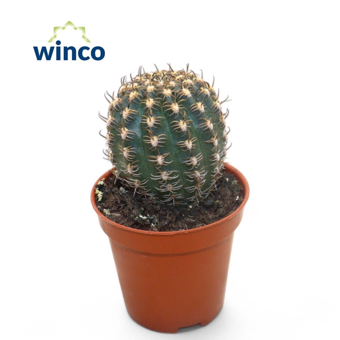 <h4>CACTUS OV</h4>